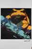 Andy Warhol d´apres - Frog
Rozmer: 38,3 x 56,3 cm