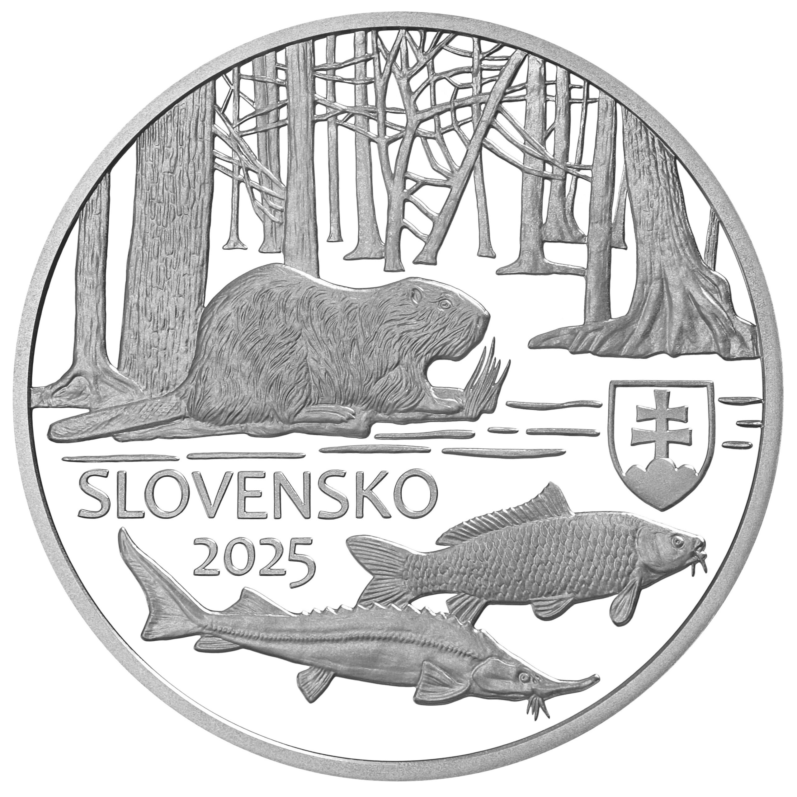 791403-strieborna_zberatelska_minca_20eur_slovensko_2025_dunajske_luhy_1-jpg Chránená krajinná oblasť Dunajské luhy
Strieborná zberateľská eurominca v nominálnej hodnote 20 eurDunajské luhy, väčšinou spájané so slovenským vodným dielom Gabčíkovo, predstavujú rozsiahly a hodnotný lužný mokraďový ekosystém, ktorého súčasťou je aj unikátna geomorfologická rarita strednej Európy – suchozemská delta Dunaja. Mokraďové lužné biotopy Dunaja sú výsledkom dynamiky prúdenia povrchových a podzemných vôd, kde dynamické pôsobenie veľtoku zachovalo pôvodné charakteristické rysy krajiny. Lužné ekosystémy poskytujú vzácny a nepostrádateľný životný priestor pre množstvo rastlinných a živočíšnych druhov. Takýto jedinečný krajinný obraz je vzácnym príkladom súčinnosti človeka a prírody. Dnes už preto nestačí len ochrana. Je potrebné aj aktívne formovanie krajiny zahŕňajúce cielené vodohospodárske a lesohospodárske opatrenia, ktoré pomáhajú zlepšovať podmienky pre flóru a faunu týchto vzácnych, zraniteľných ekosystémov. Aby sa tieto jedinečné prírodné hodnoty ochránili a zveľadili, územie bolo 1. mája 1998 vyhlásené za Chránenú krajinnú oblasť Dunajské luhy.